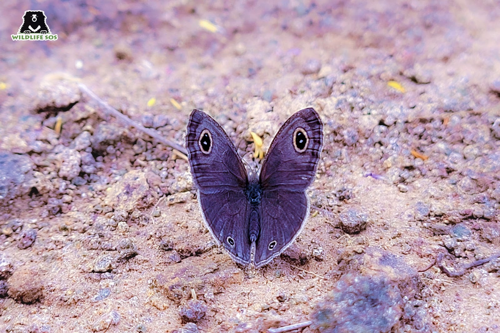 butterfly on mud