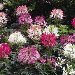 http://www.swallowtailgardenseeds.com/assets/cleome_sparkler_mix_22.jpg