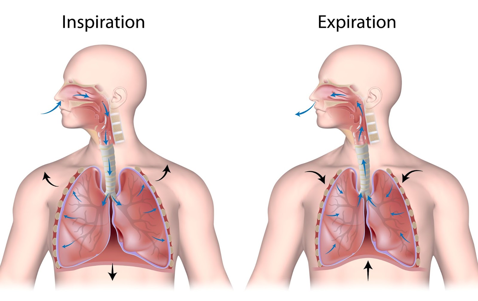 breathing for cycling - inspiration vs expiration