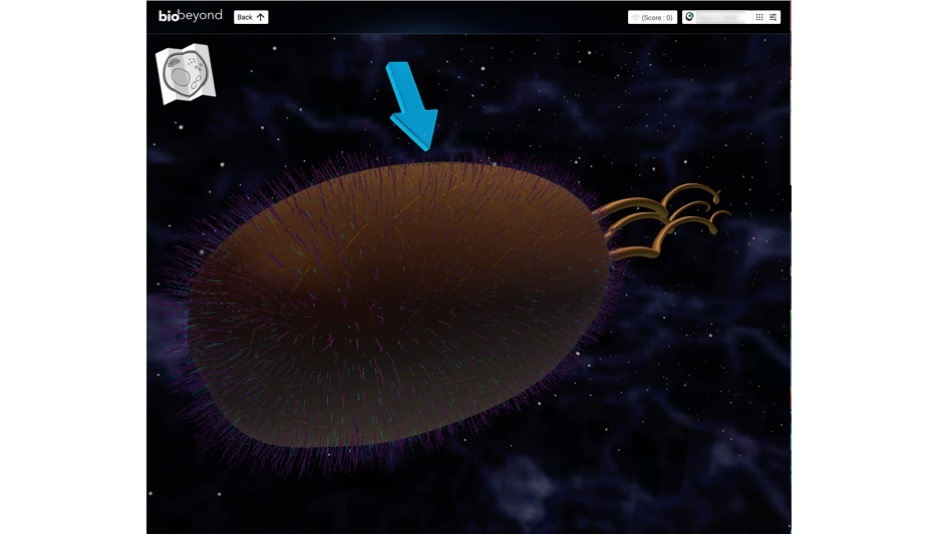 travel through an animal cell game