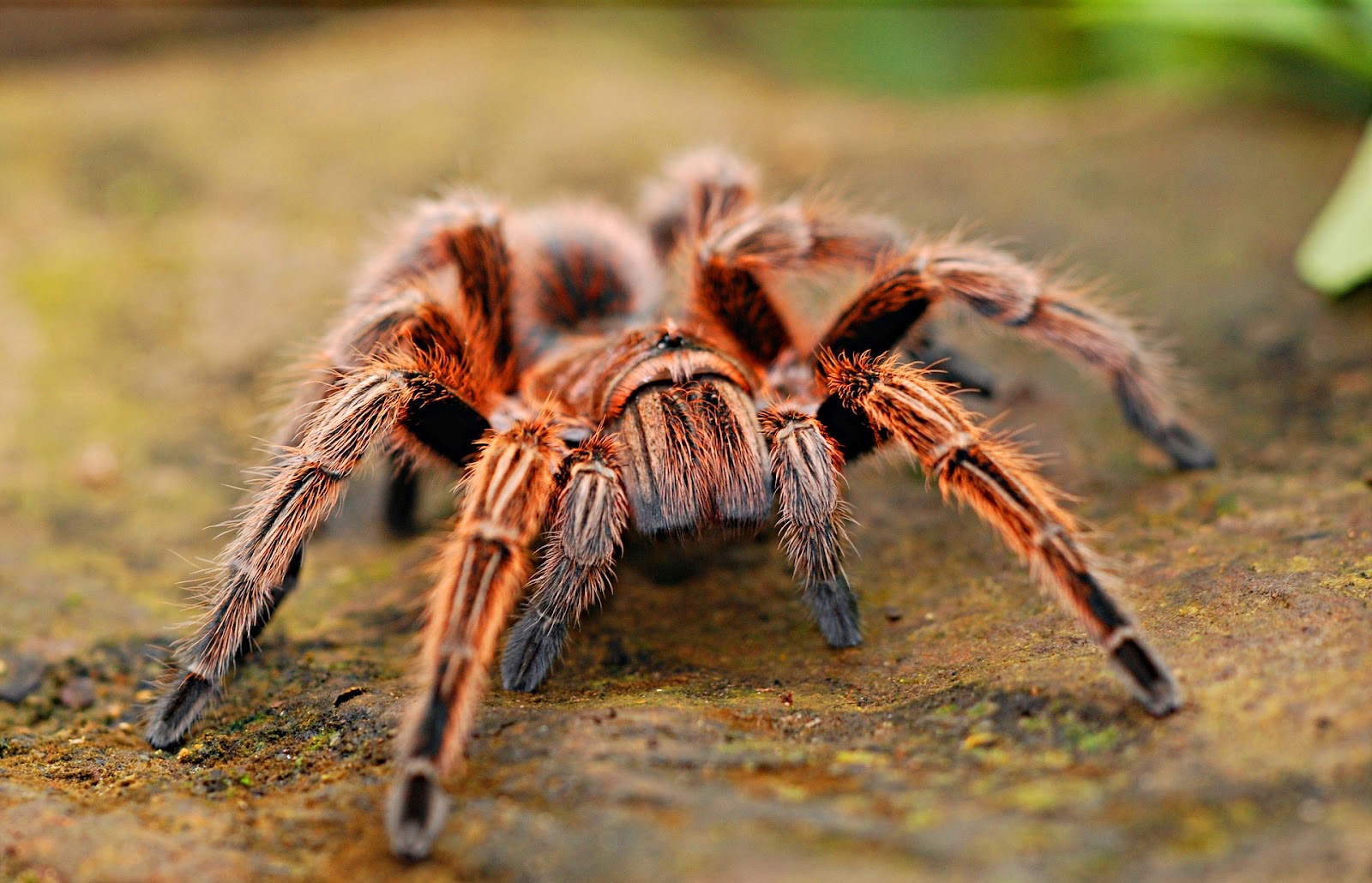 Where should I buy my tarantula supplies from? Enclosures, hides