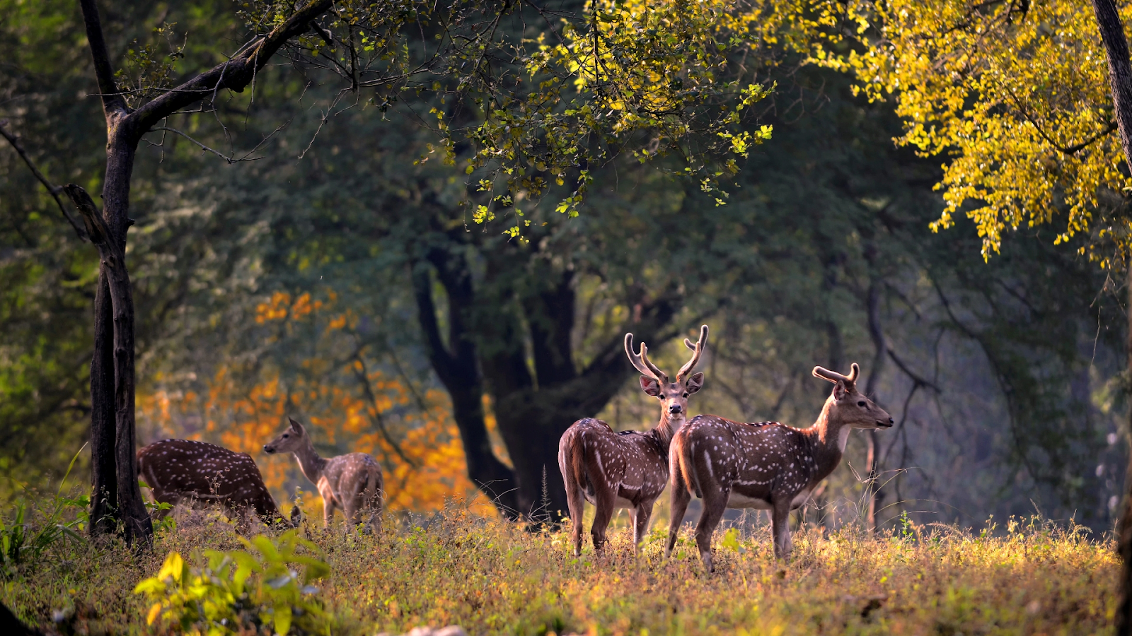 Kanha National Park, Madhya Pradesh (Best Time to Explore Tiger Safari in India)