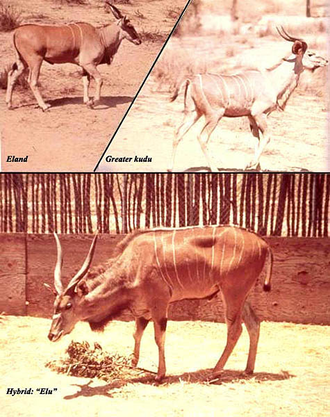 Eland (m) x kudu (f) hybrid