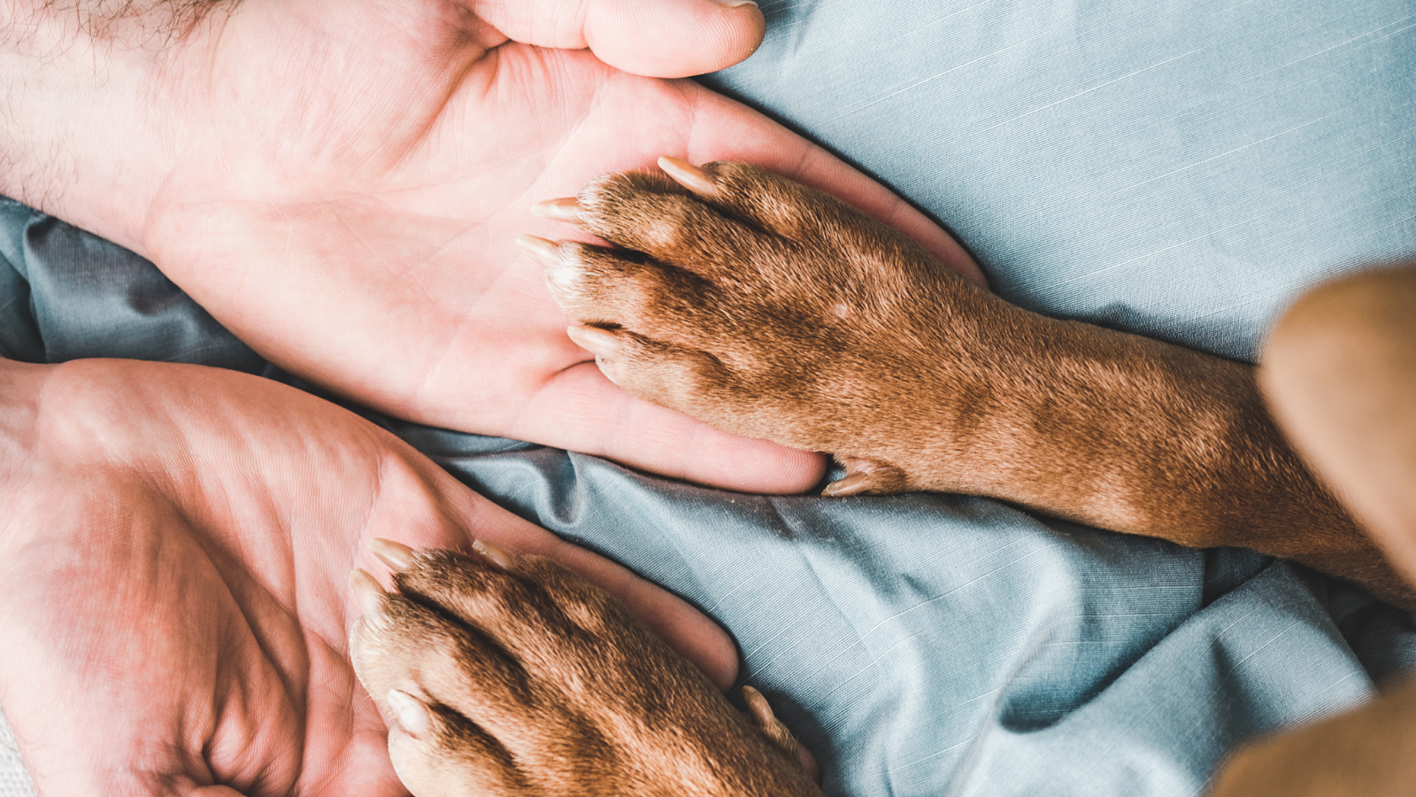 High pavement temperatures in the summer can burn your dog's paw pads.