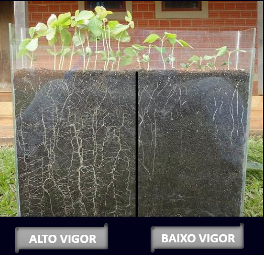 Um comparativo entre sementes de alto e baixo vigor