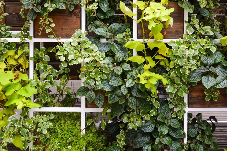 Add the vertical garden plants.