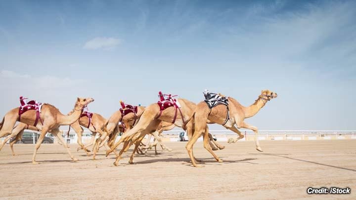 Dehydration in Camels 1.jpg