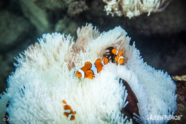 Great Barrier Reef Coral Bleaching around Fitzroy Island and Green Island The Great Barrier Reef is experiencing its worst bleaching event to date with studies showing 93 percent of the reef being effected. Bleaching is caused by the warmer temperature of the waters brought about by the El Nino system. This current event gives a window into the impacts of climate change. Additionally parts of the reef have been damaged by cyclones, the severity and frequency of which will also increase with global temperature rise. The Australian Federal Government and the Queensland State Government this year granted approvals for the Carmichael Coal Mine, the largest ever in Australia, which will export coal through the Great Barrier Reef. The emissions from the burned coal directly contributes to the destruction of the Great Barrier Reef. While the severest bleaching occurred in the northern parts of the reef, this documentation was captured in the mid section, at Green Island and Fitzroy Island, both just off the coast of Cairns.