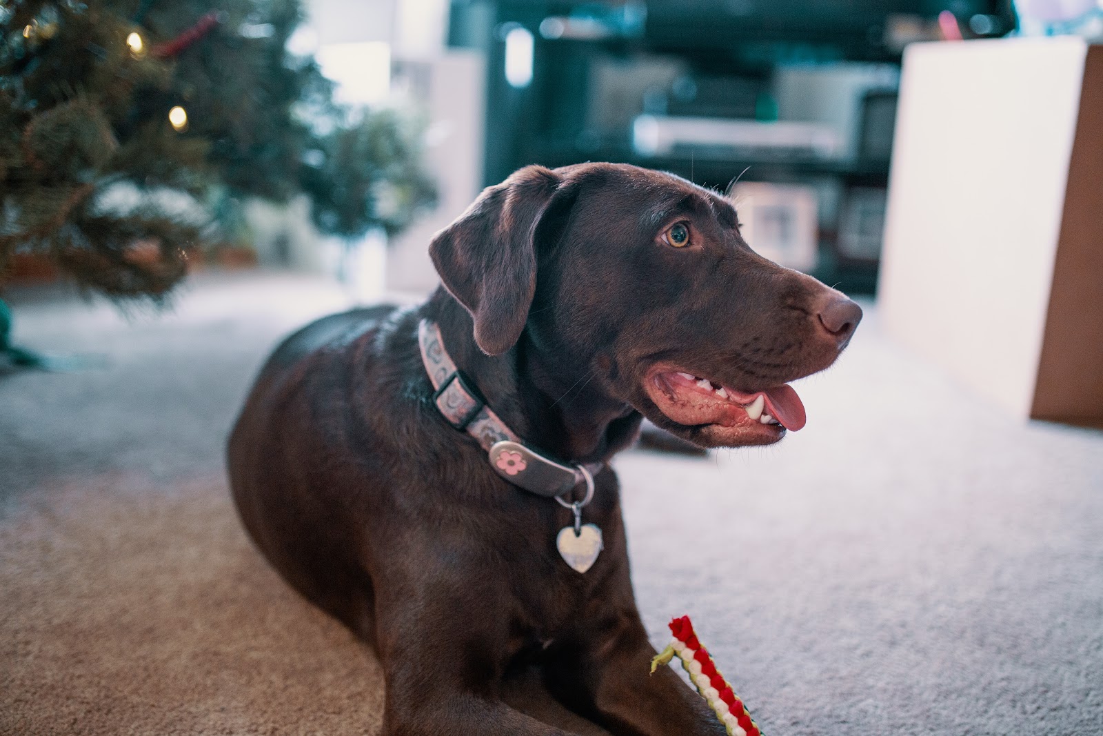 Dehydration in dogs may lead to excessive panting.