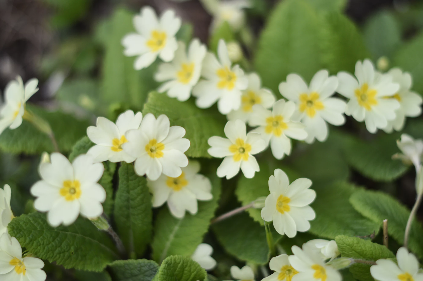 fleurs d'onagre 