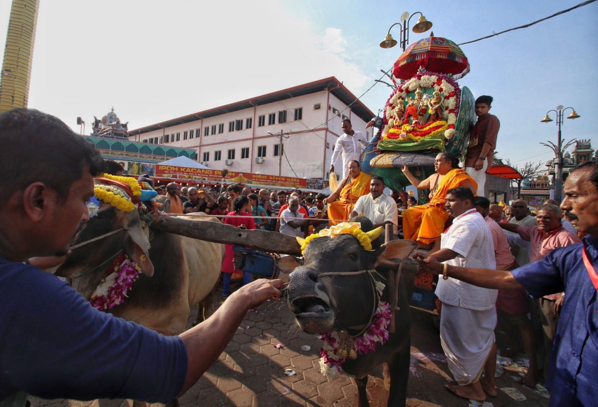A holy cow pulling a chariot thru the streets at Thaipusam