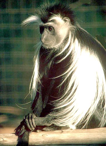 Subadult Angolan colobus monkey at San Diego Zoo