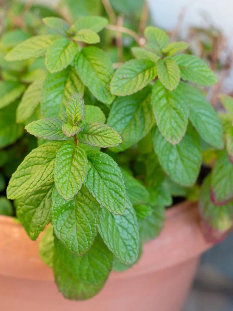 Spearmint