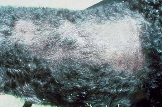 Alopecia due to follicular dysplasia in a 2-year-old, female Curly-coated Retriever