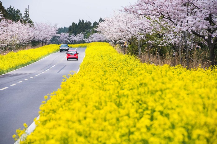 Các loài hoa mùa xuân Hàn Quốc đốn lòng khách du lịch