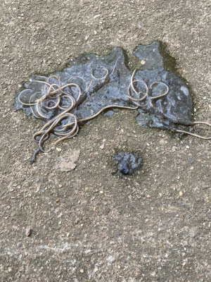 picture of roundworms in vomit