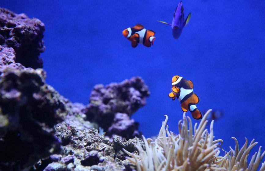 Nemo fish in pahawang island