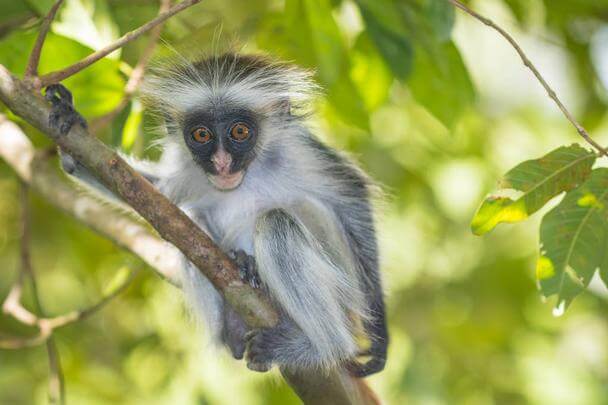 Colonie de vacances thème animaux au départ de Rouen