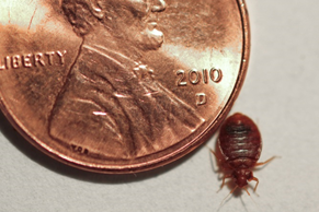 January 2017 - Bed bug information and best practices