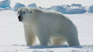 Image result for Polar bears