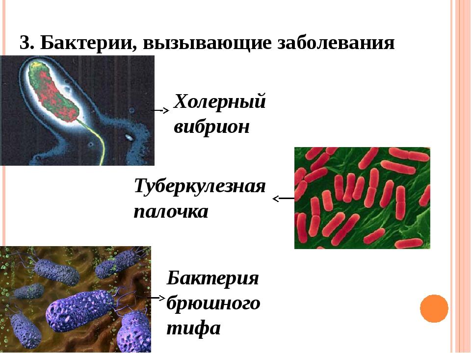 Опасные заболевания вызванные бактериями. Биология 5 класс микроорганизмы бактерии. Болезни вызываемые бактериями 5 класс. Сообщение на тему болезни вызываемые бактериями у человека. Болезни бактерий 5 класс биология.