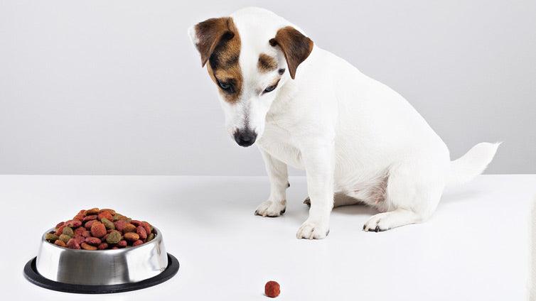 Dog Won't Eat, We May Have the Reason Why and Solution 
