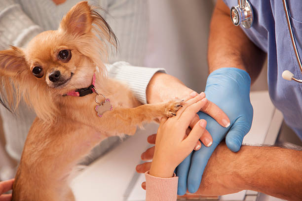 When to Seek Veterinary Care for Your Chihuahua's Weight