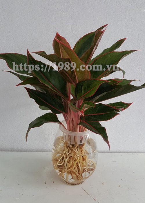 [TOP 15] LOẠI CÂY TRỒNG TRONG NƯỚC ĐẸP, DỄ CHĂM SÓC