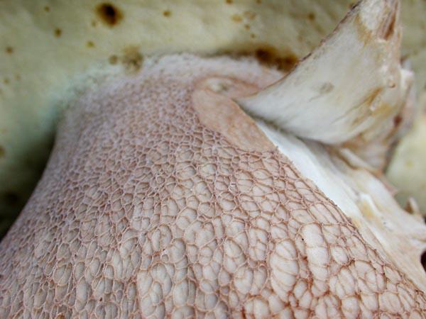 boletus_reticulatus_04.jpg