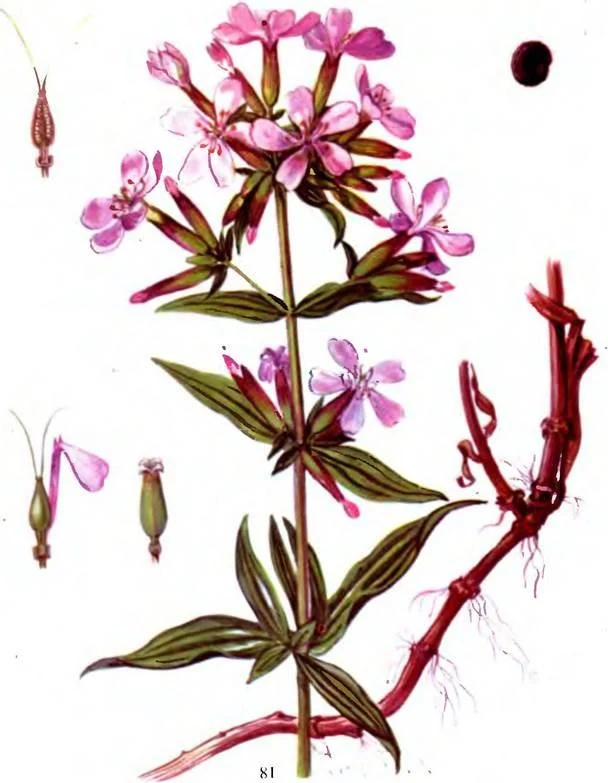 D:\0 wd yedek\acr yedek\1 film indirme\sovremennaya_fitoterapiya_dosyalar\image169.jpg