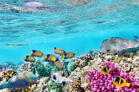 Best Place To See The Great Barrier Reef - Fitzroy Island