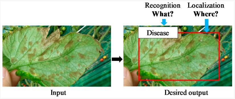 2 images of plants with object detection identifying disease.