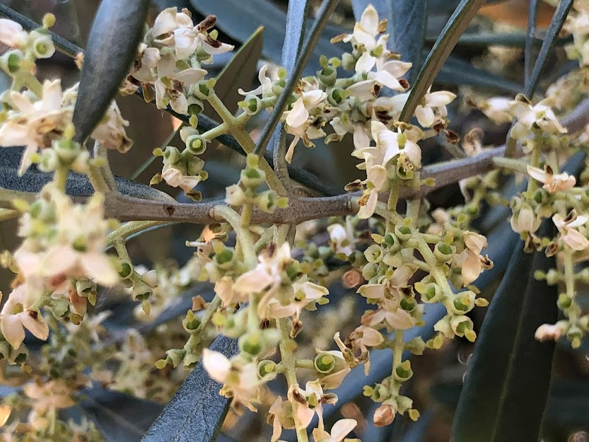 olive tree flowering ESAO