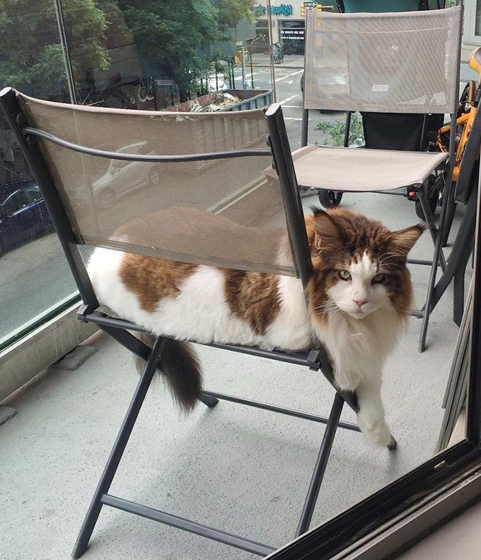 The Largest Cat In NYC Who Weighs 28 Lbs And Is Larger Than Most Bobcats