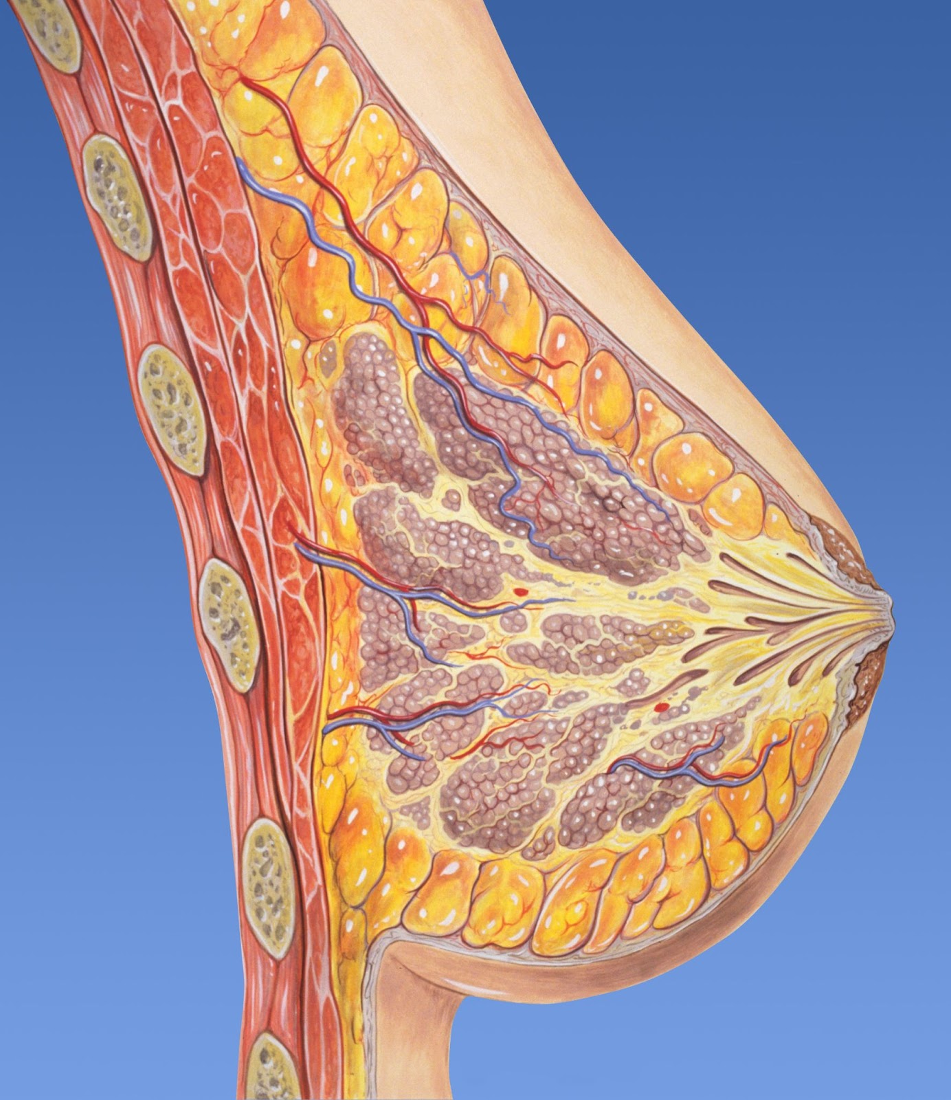 Ilustração de glândulas mamárias em um seio feminino.