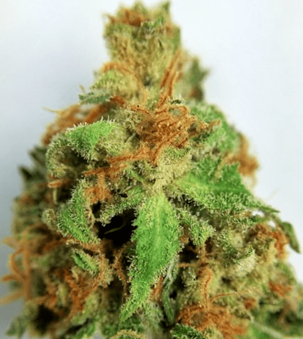 pineapple express strain bud