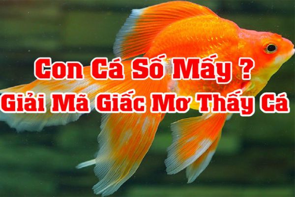 Thấy cá khi đang ngủ thì nên đánh con gì?