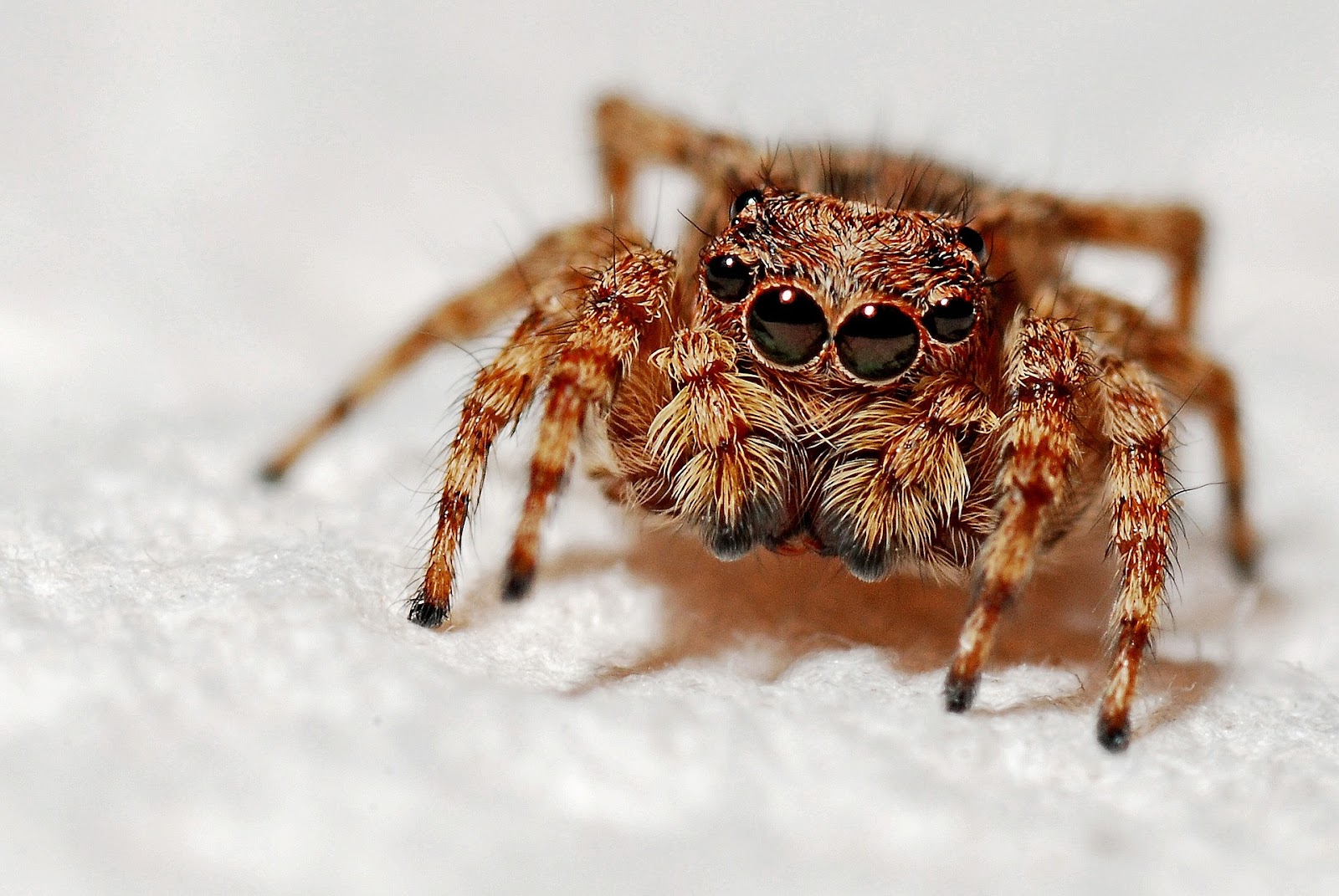 Jumping spider