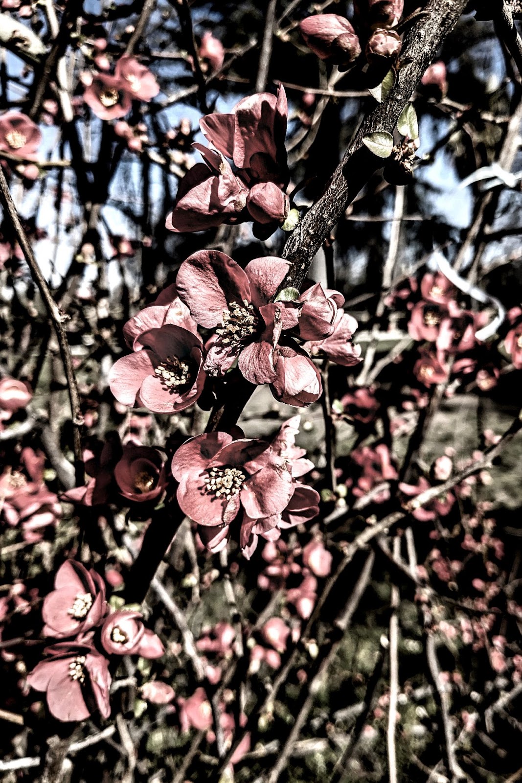 flores 03