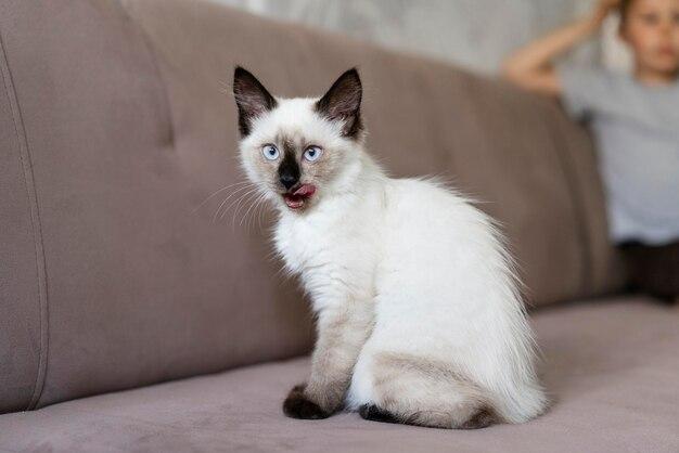 Birmaneză: 