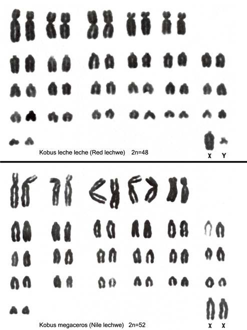 Karyotypes of red and Nile lechwes