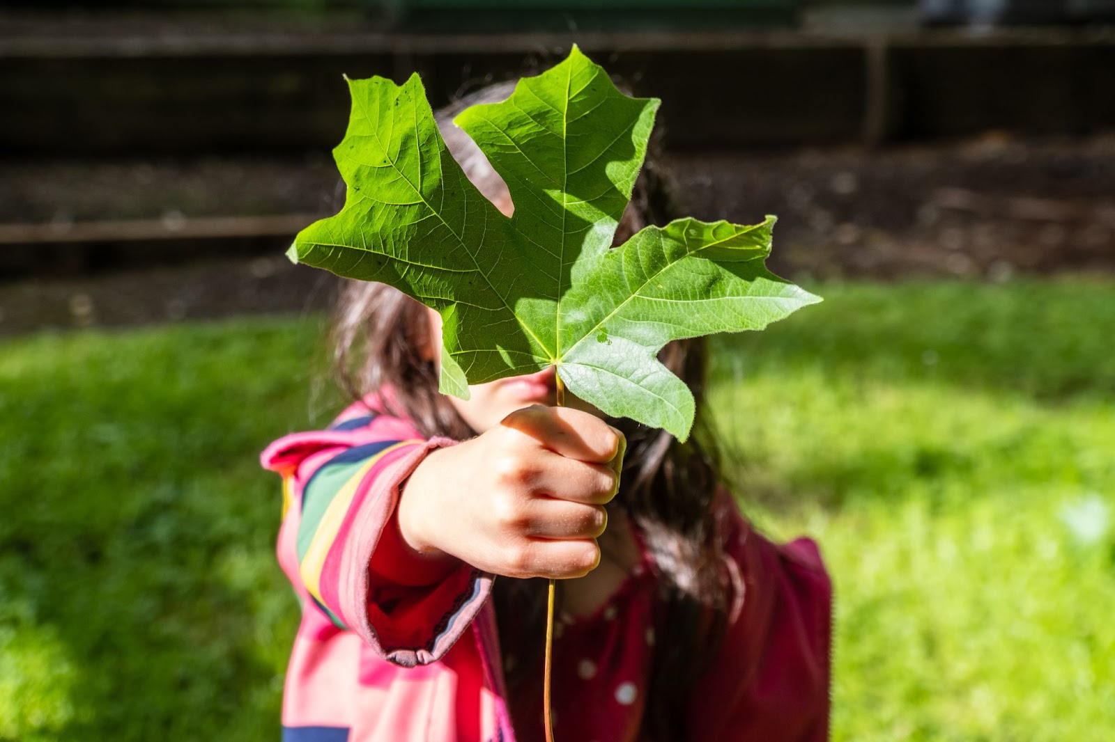 kid outside holding a tree leaf, environment, earth, recycle, sustainable, eco-system