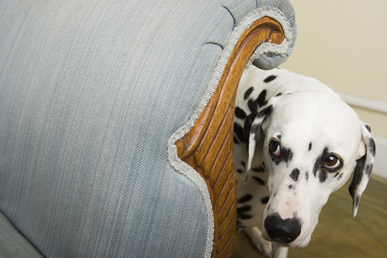 dalmatian-hiding-by-chair