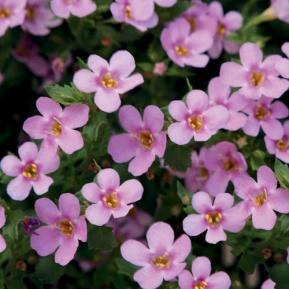 Image result for Bacopa snowstorm pink