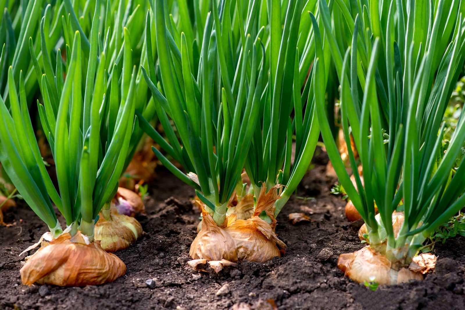 Onion