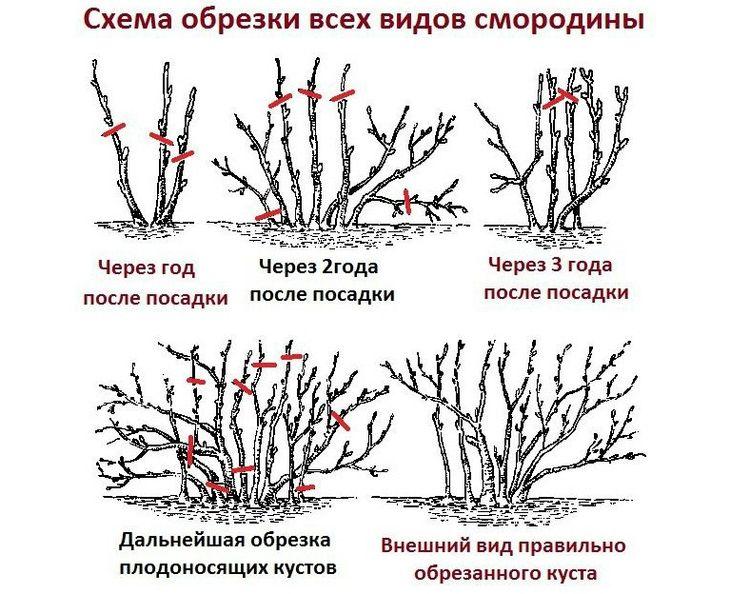 Схема обрезки всех видов смородины