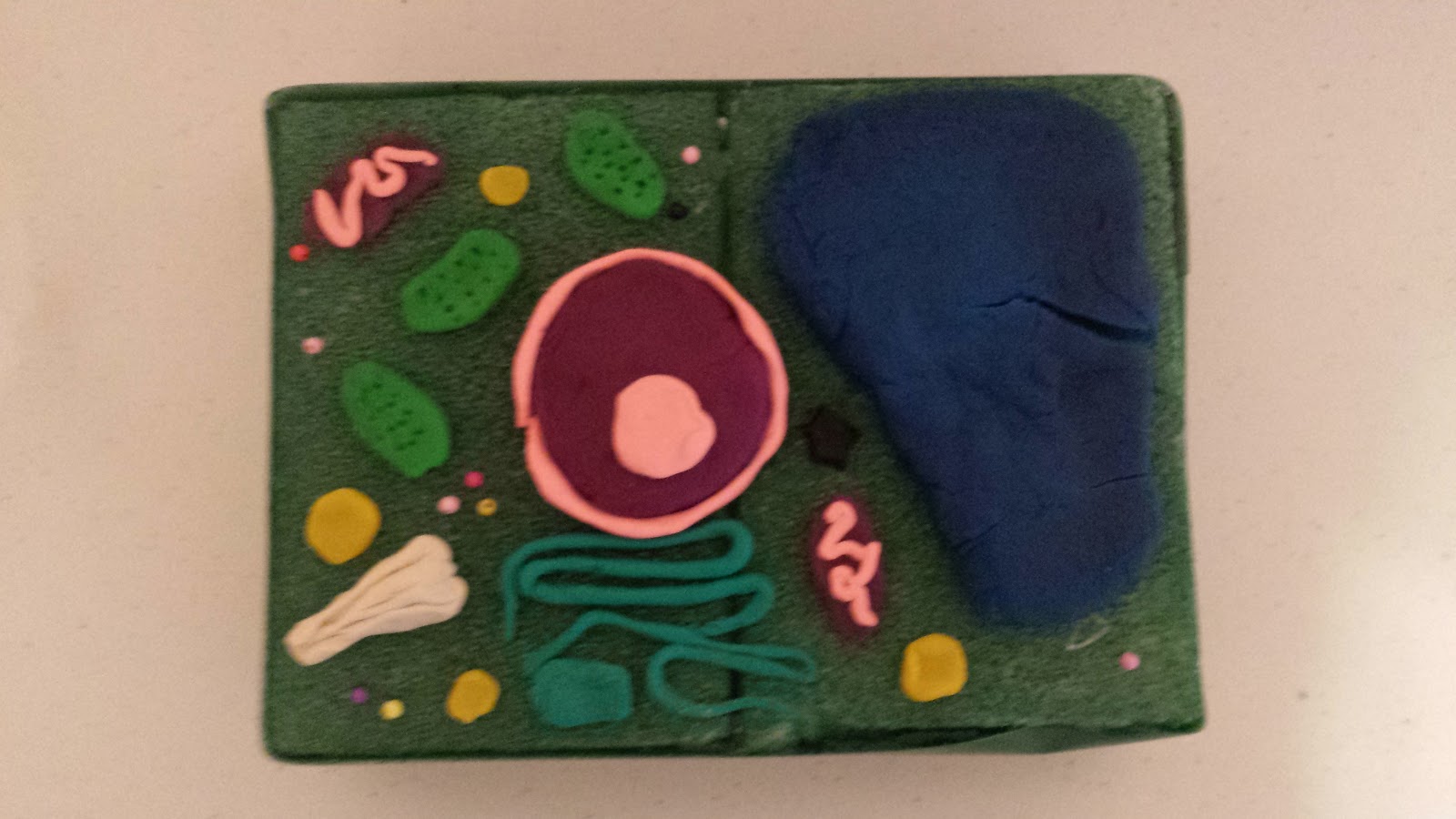 Build plant and animal cell model - STEM SOS PBL - Building Plant and  Animal Cells 2015