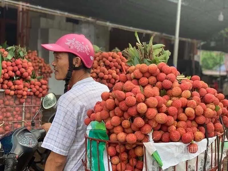 Ảnh: Vải Lục Ngạn mùa thu hoạch năm 2020 (ảnh internet)