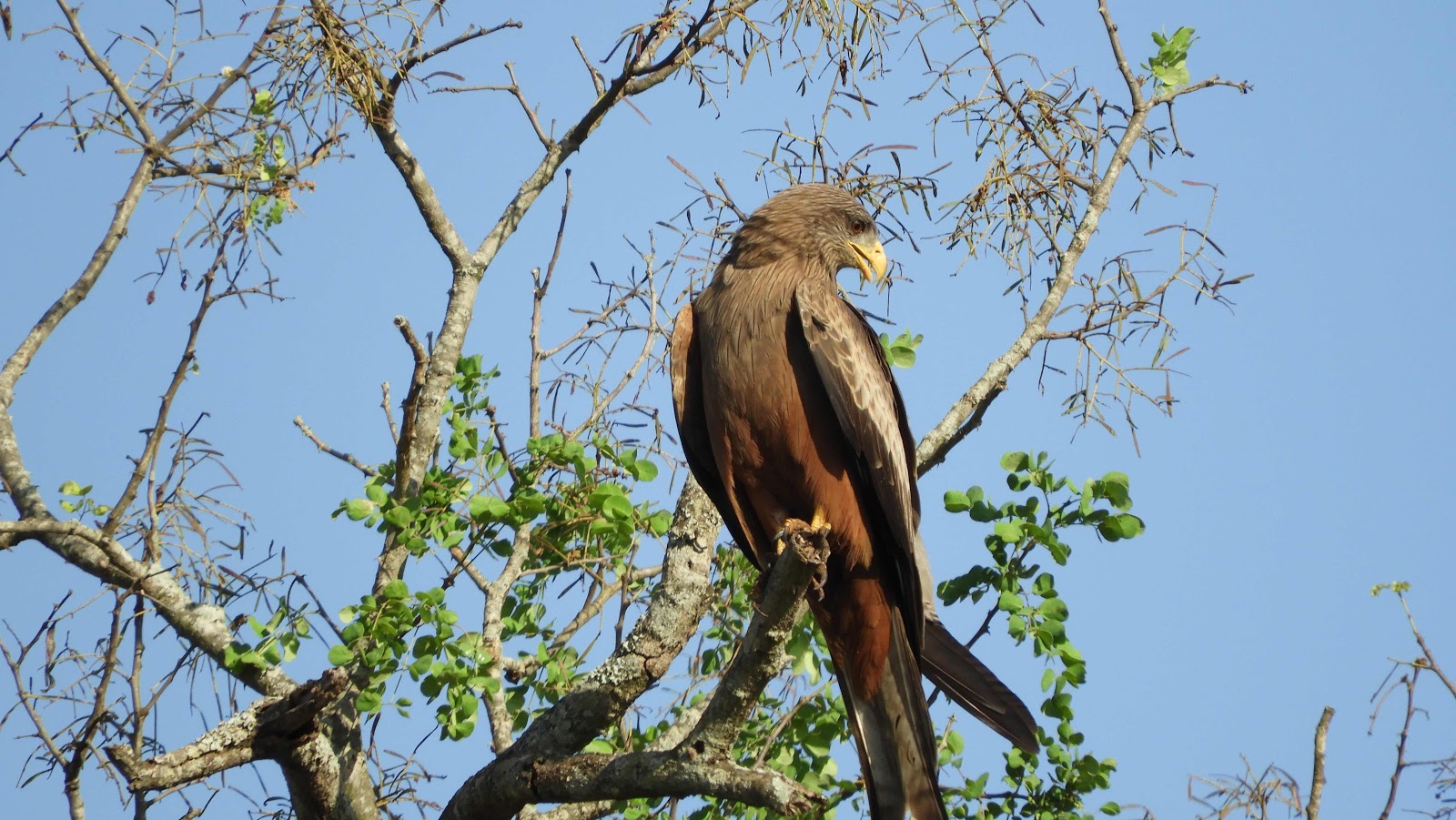 Tawny Eagle Hlane eSwatini