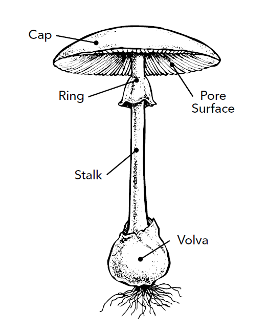 mushroom biology sketch